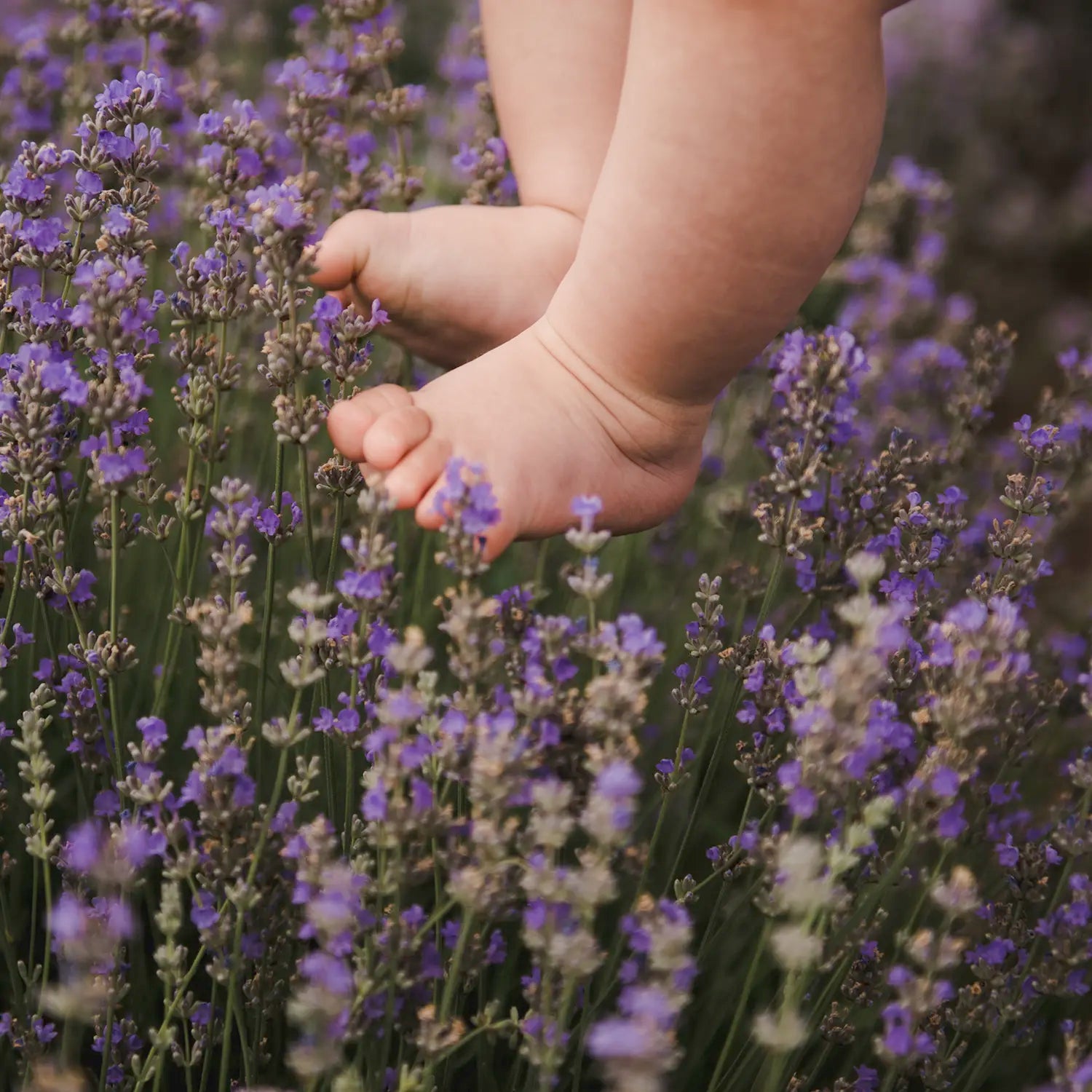 Coleccion Lavanda